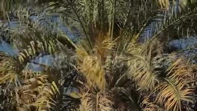 毛茸茸的，在一棵棕榈树的顶部展开，紧贴着蓝天，特写树叶。